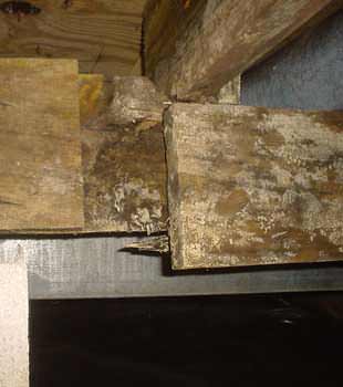 Extensive basement rot found in Lockport by Frank's Basement Systems