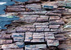 Dry rot damaging wood in Akron