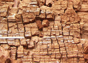 Wood severely damaged by dry rot damage in Clarence