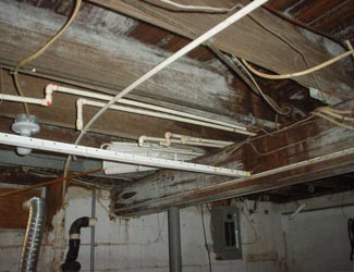 a humid basement overgrown with mold and rot in Getzville