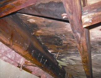 mold and rot in a Niagara Falls crawl space