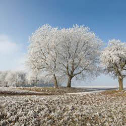 Frost covering trees and a grassy field in Gowanda